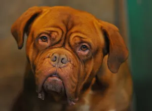 Britain-Animal-Crufts Britain-Animal-Crufts