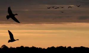 Britain-Birds-Migration Britain-Birds-Migration