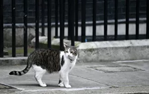 Offbeat Collection: Britain-Brexit-Downing Street Cat