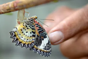 Cambodia-Nature-Environment-Butterflies Cambodia-Nature-Environment-Butterflies