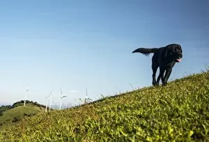 Costa Rica-Energy-Dog