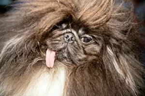Contest Gallery: dog-World Ugliest Dog Competition - Animal