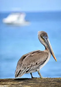 Images Dated 9th May 2009: Ecuador-Nature-Galapagos