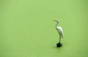 Egret Perching on Lake Foliage Egret Perching on Lake Foliage