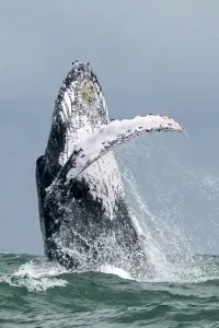 Files-Brazil-Whaling-Meeting-Iwc Files-Brazil-Whaling-Meeting-Iwc