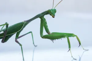 Files-Israel-Animal-Mantis Religiosa Files-Israel-Animal-Mantis Religiosa