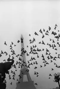 Flight of pigeons in front of the Eiffel Tower Flight of pigeons in front of the Eiffel Tower