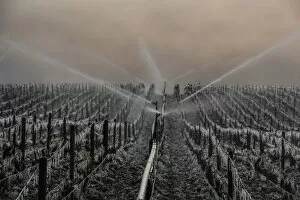 France Collection: France-Agriculture-Wine-Weather
