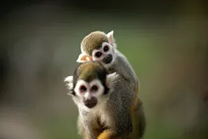 Offbeat Collection: FRANCE-ANIMALS-MONKEY-NATURE