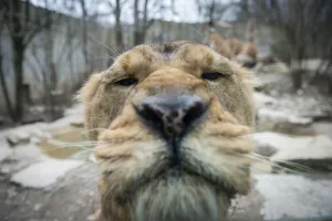 Offbeat Quirky Images Gallery: France-Animals-Zoo-Lion