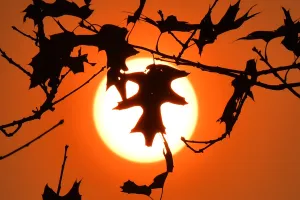 France - Autumn - Sunset - Oak Tree France - Autumn - Sunset - Oak Tree