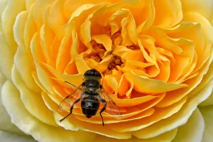 France-Bee-Flower-Nature-Yellow-Rose