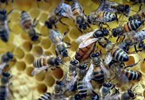 France-Environment-Bees