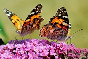 Images Dated 4th August 2013: France-Nature-Butterfly