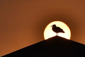 France - Sunset - Bird France - Sunset - Bird