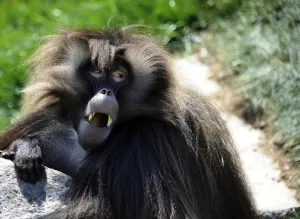 France-Zoo-Animal-Gelada Baboon France-Zoo-Animal-Gelada Baboon