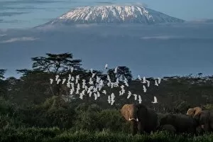 A general view of elephants grazing with a view of the snow-capped Mount Kilimanjaro in