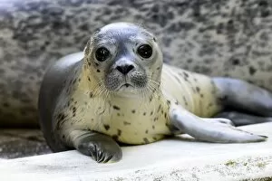 Images Dated 11th July 2014: Germany-Animal-Seal