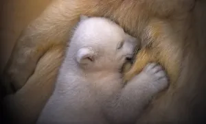 Offbeat 2015 Gallery: Germany-Animals-Polar-Bear