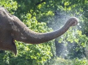 Germany-Weather-Heat-Elephant