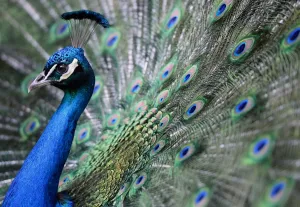 Hungary-Zoo-Peacock-Feature Hungary-Zoo-Peacock-Feature