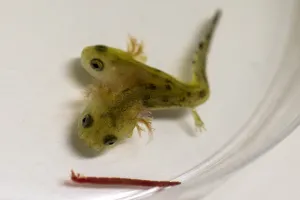 Israel-Animal-Science-Salamander Israel-Animal-Science-Salamander