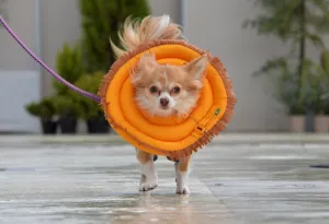 Japan-Animal-Dog-Offbeat Japan-Animal-Dog-Offbeat