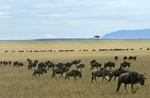 Related Images Collection: Kenya-Animals-Mara-Serengeti-Wonder