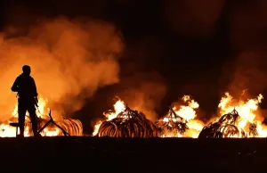 Kenya-Ivory-Wildlife-Fire Kenya-Ivory-Wildlife-Fire