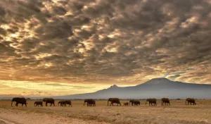 Kenya-Nature-Conservation-Animal-Elephant-Wildlife-Feature Kenya-Nature-Conservation-Animal-Elephant-Wildlife-Feature