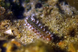 Inchworm Gallery: Lebanon-Sea-Life