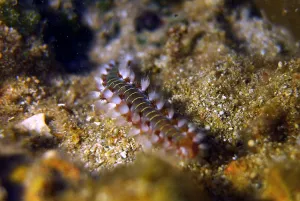 Inchworm Gallery: Lebanon-Sea-Life