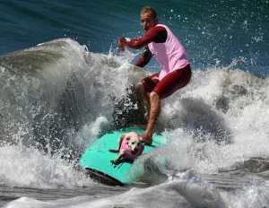 Lifestyle-Us-Animal-Pets-Dogs-Surfing Lifestyle-Us-Animal-Pets-Dogs-Surfing