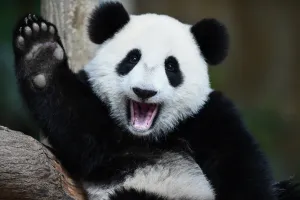 Malaysia-China-Animal-Panda Malaysia-China-Animal-Panda