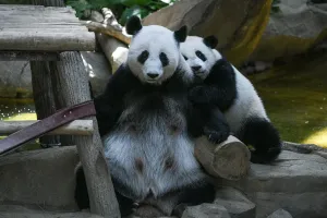 Malaysia-China-Animal-Panda Malaysia-China-Animal-Panda