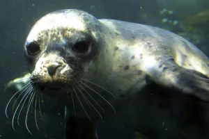 Mer-Animaux Mer-Animaux