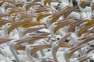 Lakes Gallery: Lake Chapala Collection