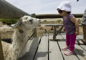 Offbeat Quirky Images Gallery: Mideast-Israel-Lamas-Toursim