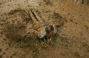A music fan slides in the mud, at the Glastonbury music festival, Pilton A music fan slides in the mud, at the Glastonbury music festival, Pilton