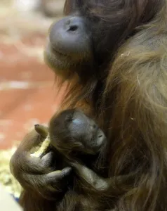 A new-born Orangutan (Pongo abelii) baby is held by her 12-year-old mother Jula A new-born Orangutan (Pongo abelii) baby is held by her 12-year-old mother Jula