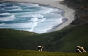 <b class=qtipBold><figcaption>New Zealand-Animal-Lambs</figcaption></b><br>Lambs walk in a field near Cape Sanders in Dunedin, New Zealand. AFP PHOTO / CHRISTOPHE SIMON / AFP PHOTO / CHRISTOPHE SIMON<br><em>© Copyright Agence France-Presse (AFP) - All Rights Reserved</em> New Zealand-Animal-Lambs