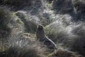 <b class=qtipBold><figcaption>New Zealand-Animal- Sea Lion</figcaption></b><br>A sea lion climbs a hill, at Waipapa Point, east of Invercargill. AFP PHOTO / MARTIN BUREAU / AFP PHOTO / MARTIN BUREAU<br><em>© Copyright Agence France-Presse (AFP) - All Rights Reserved</em> New Zealand-Animal- Sea Lion