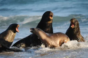 <b class=qtipBold><figcaption>New Zealand-Animal-Seals</figcaption></b><br>Seals are pictured on the beach in Sandfly Bay near Dunedin, on September 21, 2011. AFP PHOTO / CHRISTOPHE SIMON / AFP PHOTO / CHRISTOPHE SIMON<br><em>© Copyright Agence France-Presse (AFP) - All Rights Reserved</em> New Zealand-Animal-Seals