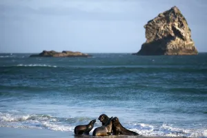 <b class=qtipBold><figcaption>New Zealand-Animals-Sea Lions</figcaption></b><br>Sea lions are pictured on the beach in Sandfly Bay near Dunedin. AFP PHOTO / MARTIN BUREAU / AFP PHOTO / MARTIN BUREAU<br><em>© Copyright Agence France-Presse (AFP) - All Rights Reserved</em> New Zealand-Animals-Sea Lions
