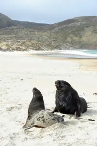 <b class=qtipBold><figcaption>New Zealand-Beach-Sea Lions</figcaption></b><br>Sea lions lie on the beach at Sandfly Bay near Dunedin in New Zealand. AFP PHOTO/PAUL ELLIS / AFP PHOTO / PAUL ELLIS<br><em>© Copyright Agence France-Presse (AFP) - All Rights Reserved</em> New Zealand-Beach-Sea Lions