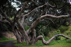 <b class=qtipBold><figcaption>New Zealand-Feature</figcaption></b><br>This picture taken on October 5, 2011 shows a tree at Piha beach, one of Auckland's most famous surf spots. New Zealand is hosting the 2011 Rugby World Cup from September 9, 2011 to October 23, 2011. AFP PHOTO / FRANCK FIFE / AFP PHOTO / FRANCK FIFE<br><em>© Copyright Agence France-Presse (AFP) - All Rights Reserved</em> New Zealand-Feature