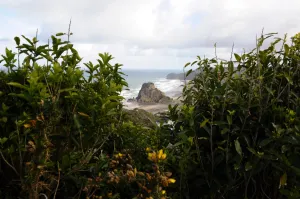 <b class=qtipBold><figcaption>New Zealand-Feature</figcaption></b><br>Lion Rock at Piha in New Zealand on October 18, 2011, during the 2011 Rugby World Cup. AFP PHOTO/PAUL ELLIS / AFP PHOTO / PAUL ELLIS<br><em>© Copyright Agence France-Presse (AFP) - All Rights Reserved</em> New Zealand-Feature