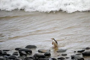 <b class=qtipBold><figcaption>New Zealand-Feature-Animal-Penguin</figcaption></b><br>A yellow eyed penguin is seen on a beach at Nugget point in The Catlins on September 25, 2011. AFP PHOTO / CHRISTOPHE SIMON / AFP PHOTO / CHRISTOPHE SIMON<br><em>© Copyright Agence France-Presse (AFP) - All Rights Reserved</em> New Zealand-Feature-Animal-Penguin