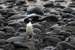 New Zealand-Feature-Animal-Penguin New Zealand-Feature-Animal-Penguin