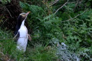 <b class=qtipBold><figcaption>New Zealand-Feature-Animal-Penguin</figcaption></b><br>A yellow eyed penguin is seen on a beach at Nugget point in The Catlins. AFP PHOTO / CHRISTOPHE SIMON / AFP PHOTO / CHRISTOPHE SIMON<br><em>© Copyright Agence France-Presse (AFP) - All Rights Reserved</em> New Zealand-Feature-Animal-Penguin